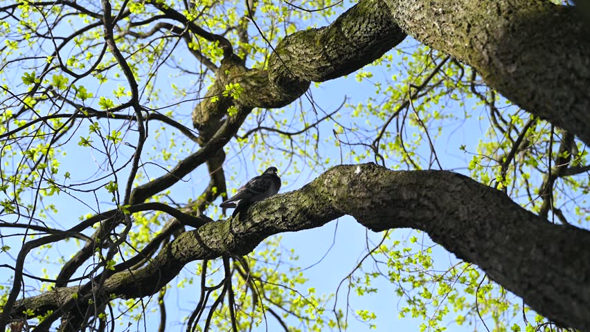Spring, tree branches with young green leaves - Hungarian oak (Quercus frainetto Ten.)