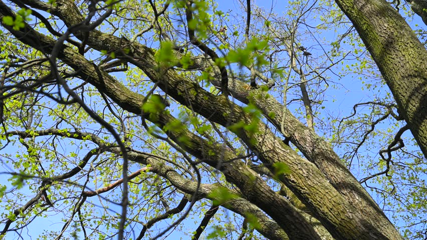 Spring, tree branches with young green leaves - Hungarian oak (Quercus frainetto Ten.)