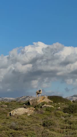 Single white sheep standing on a large rock in a mountainous hillside landscape, framed by green bushes in the foreground and a blue sky with white clouds behind
