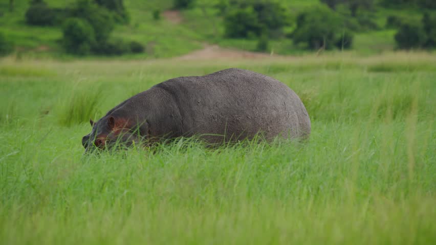 Lone hippopotamus peacefully grazing in lush green meadow, tranquil moment capturing raw wildlife and untamed african landscape of Okavango Delta in Botswana in slow motion