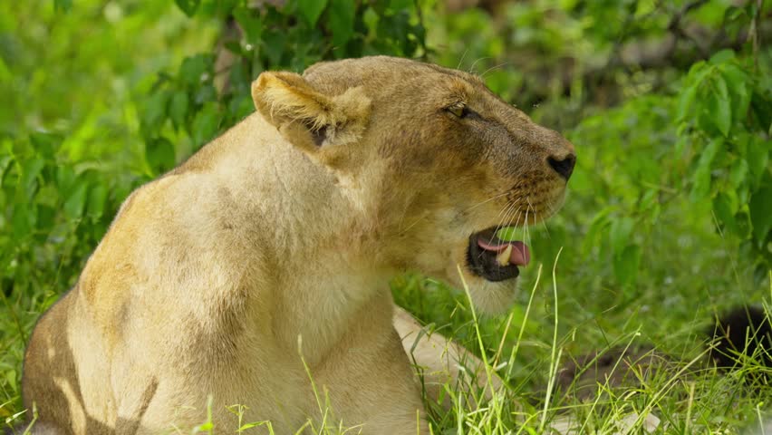 Close up of wild lioness yawning in slow motion, showing big teeth and fangs in natural habitat in savanna of Botswana, Okavango Delta, Africa