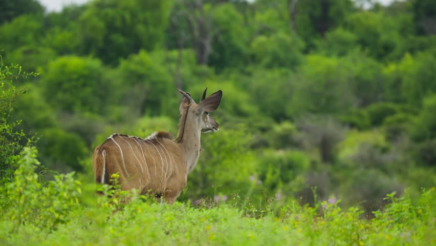 Lesser kudu with distinctive white stripes and small horns standing alert in lush green savanna in Botswana, Africa, looking for predators in bush