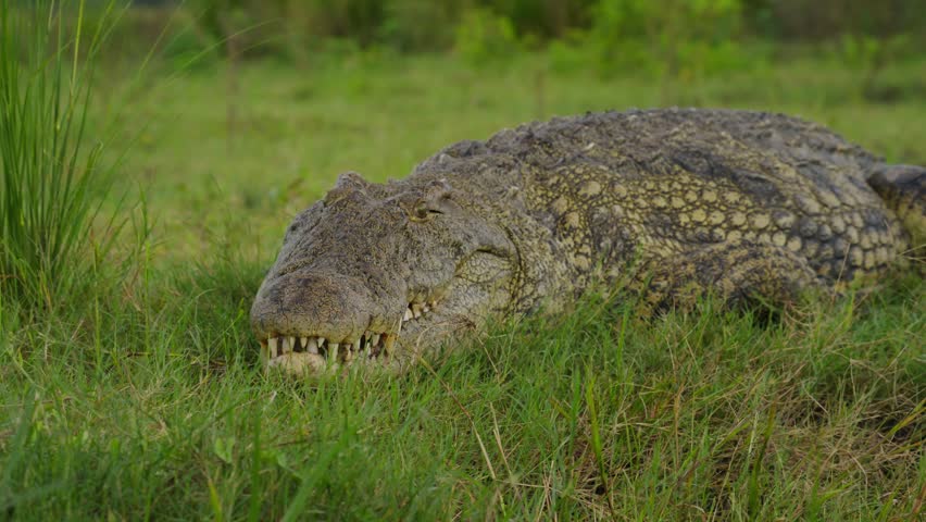 Massive Nile crocodile with open jaws resting in lush green grass of Okavango Delta in Botswana, powerful teeth while basking under warm sun