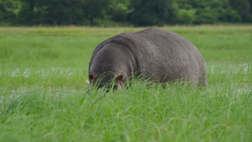 White cattle egret landing on back of large hippopotamus grazing in green marshland in wilds of Botswana, symbiotic relationship in slow motion