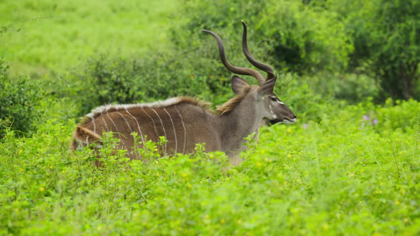 Graceful greater kudu bull with majestic spiral horns walking through lush green savanna of Botswana, symbol of african wilderness and amazing wildlife