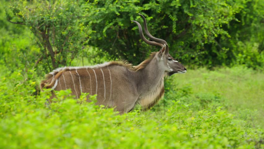 Greater kudu with big horns and white stripes walking in green forest in Botswana, wild male antelope in jungle of Africa, herbivore animal eating in savannah in slow motion