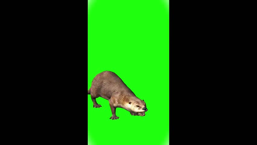 This image portrays a realistic otter standing firmly on all four legs, with its sleek brown fur and lighter underside clearly visible. The animal’s tail extends naturally behind, adding balance and authenticity to the composition. Set against a bright green background, resembling a chroma key screen, the otter is sharply highlighted, making it ideal for digital editing or creative applications. The contrast between the natural textures of the otter and the artificial backdrop enhances clarity and focus on the subject. Professionally, this image is versatile and suitable for branding, advertising, or multimedia projects that emphasize wildlife, adaptability, and visual impact.