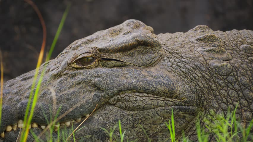 Close up of resting nile crocodile