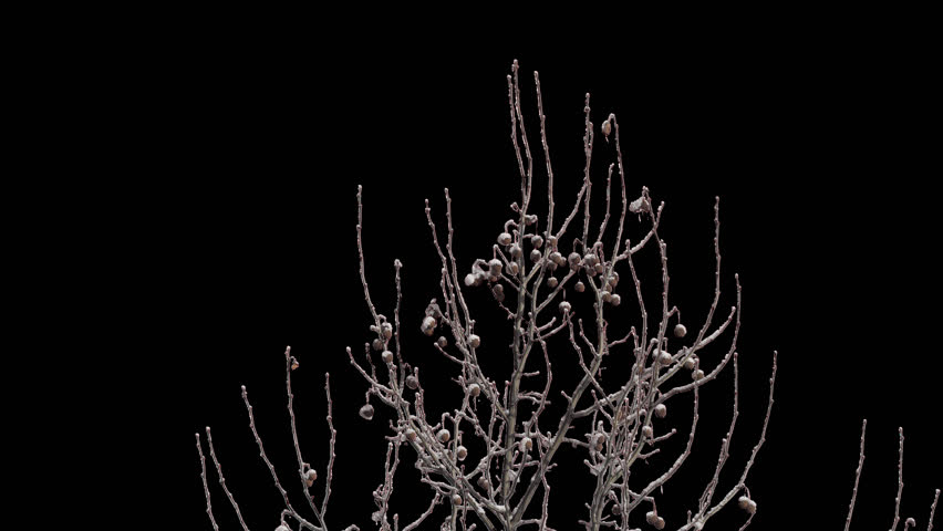 Frozen Sycamore Branches with Winter Ice on Alpha Channel