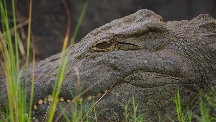 Close up of large Nile crocodile resting in grass with eye open and mouth slightly agape, sharp teeth in Okavango Delta, Botswana in slow motion
