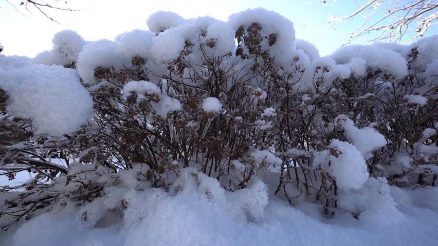 An atmospheric video showing a winter garden with snow-covered shrubs. Filmed from a distance, it conveys a sense of spaciousness and cold. Soft lighting highlights the details of the snowflakes and the texture of the branches. This video evokes feelings of nostalgia, tranquility, and hope for spring.