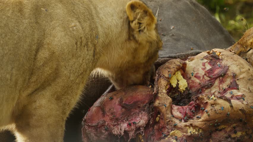 Close up of pride of lions devouring gory remains of fresh cape buffalo carcass in African savanna of Botswana, flies buzzing around the bloody kill in slow motion