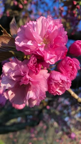 Beautiful Pink Flowers Blossom close-up