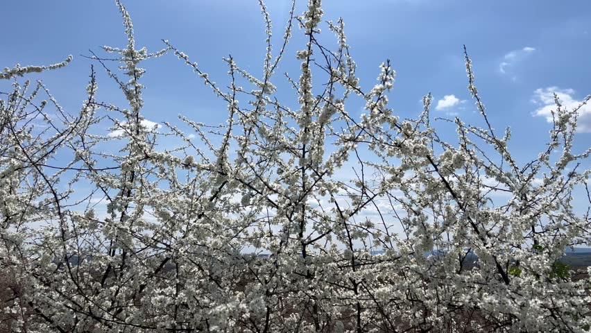 Flowering tree in the field, many white flowers on the tree. Spring flowering.