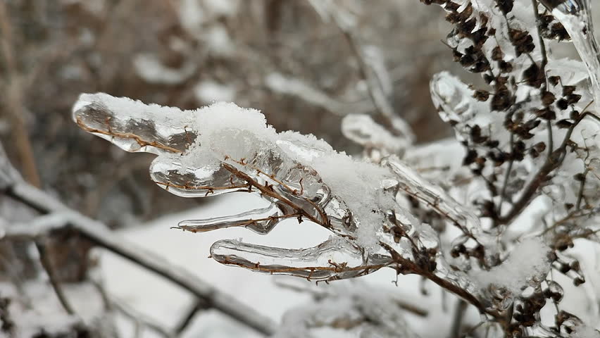 Icing on branches close-up. A branch of dry grass covered with ice and snow on a winter day. Branches covered with ice after freezing moisture. Frozen branches. Nature backdrop. Natural background