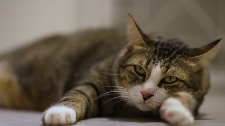 Domestic tabby cat resting on a modern wooden cat climber, cat tree tower