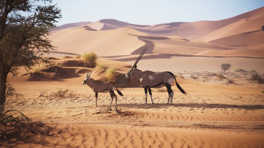 Gemsbok oryx mother and calf walking in Namib desert of Namibia with large orange sand dunes in background, african wildlife and arid safari nature