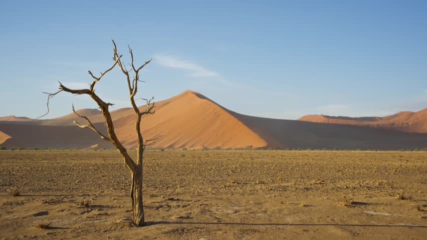 Solitary dead tree in vast Namibian desert landscape with orange sand dunes and clear blue sky during sunny day in Southern Africa