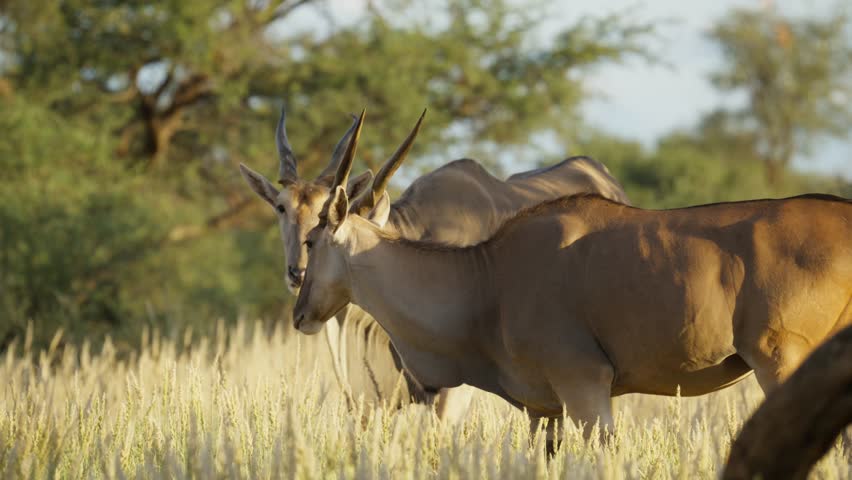 Pair of eland antelopes with spiral horns affectionately touching and grazing on sunlit golden grass of Namibian savanna, showcasing wildlife behavior