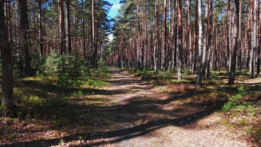 Low flight through pine forest with tall trunks and long shadows on forest floor under clear blue sky between branches