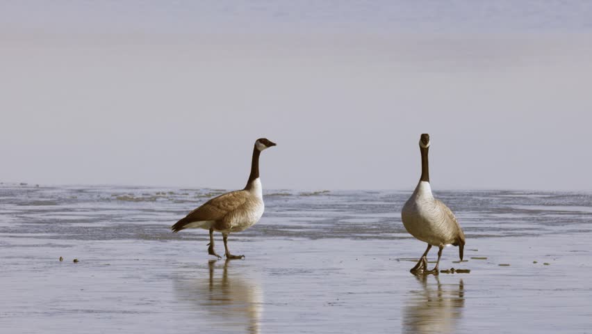 Short video of a Canadian Goose falling through the thin ice and scrambling to take flight on a cold sunny winter morning at the Bear River Migratory Bird Refuge in Brigham City Utah USA.