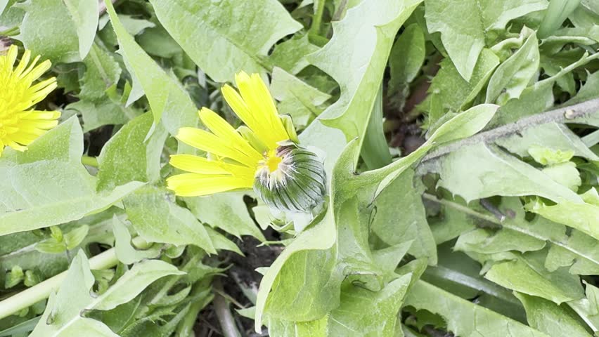 Meadow with yellow dandelions and green grass