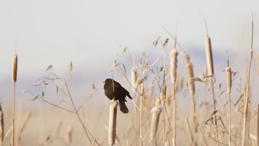 4k video of a Redwing Blackbird perched on a cattail in morning sun with other wild grasses in the background at the Bear River Migratory Bird Refuge in Utah USA, singing twice then flying away.