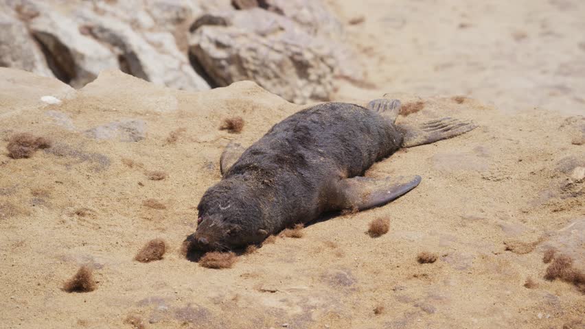 Deceased fur seal pup lying on sandy beach in Namibia highlighting harsh realities of wildlife mortality, natural selection, environmental challenges in southern Africa