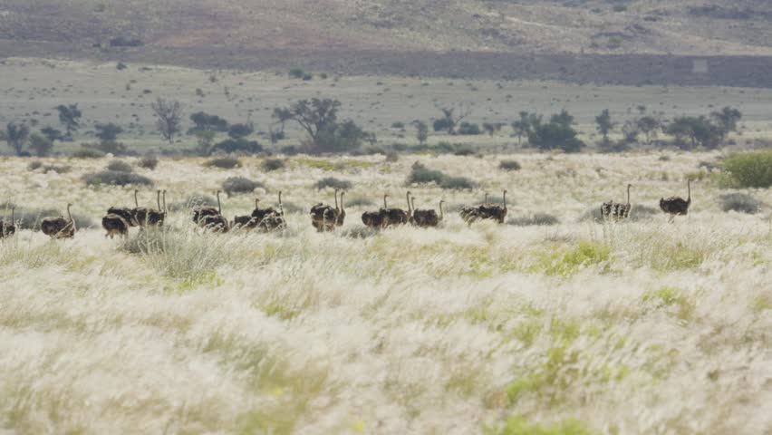 Flock of ostriches running together through grassy plains of Namibia, showcasing african wildlife in natural habitat and scenic arid landscape during hot day