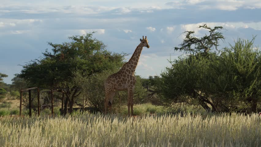Towering giraffe standing still and grazing on vegetation in wild savannah of Namibia, Africa, with zebra appearing under trees
