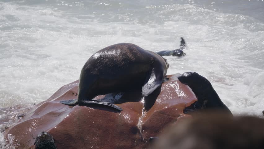 Cape fur seal colony resting on rock in Atlantic Ocean with a mother seal interacting with pup at Skeleton Coast, Cape Cross in Namibia, southern Africa