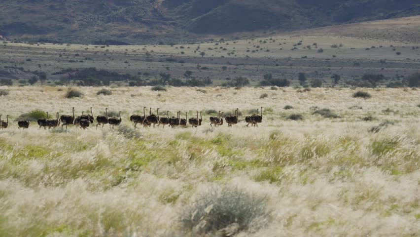 Large flock of common ostriches running through tall grass of Namibian savanna with mountains background, showcasing wild animals of Southern Africa