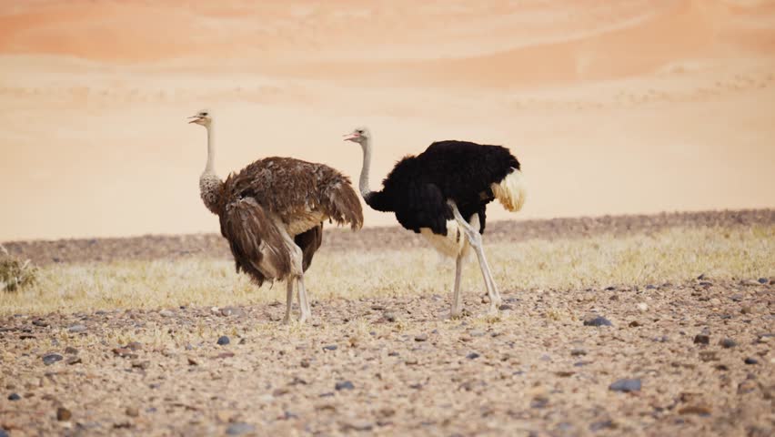 Male and female ostrich walking together in vast african savanna with iconic orange sand dunes of Namib Desert in background, representing wildlife and nature