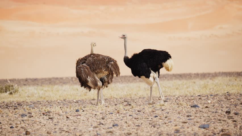 Male and female ostrich couple standing in vast Namib Desert in Namibia, with orange sand dunes in background, showcasing wild african wildlife and nature