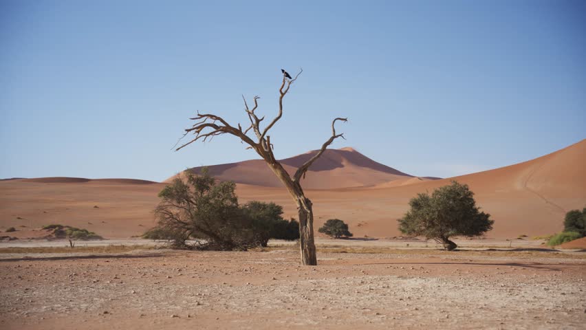 Pied crow perching on a dead tree in the Namib desert of Namibia, red sand dunes of Sossusvlei and acacia trees under a clear blue sky in southern Africa