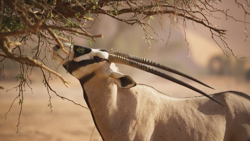 Graceful gemsbok oryx standing on hind legs while eating acacia leaves from tree in arid landscape of Namib desert in Namibia, Africa, during dusty safari