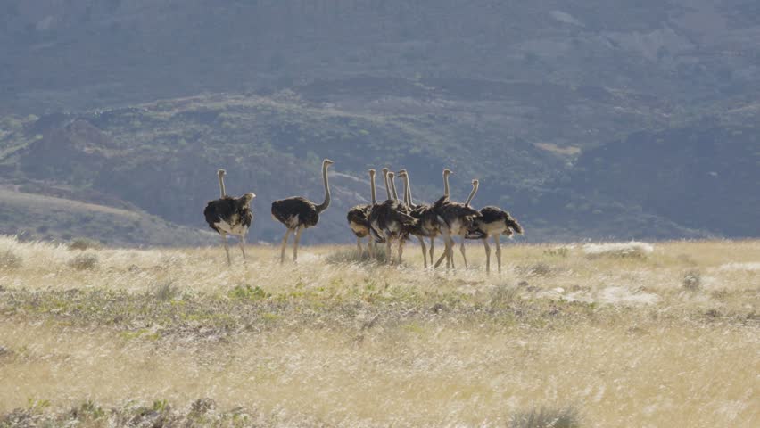 Group of wild common ostrich walking in african savannah in Namibia, flock of large flightless birds from Struthio camelus species inhabiting dry arid grassland