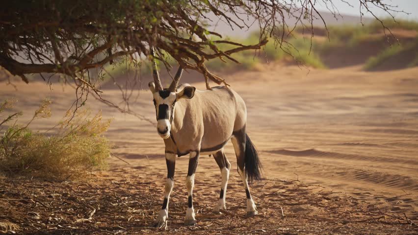 Gemsbok oryx antelope standing under a tree in Namib desert of Namibia, Africa, chewing and observing arid and wild surroundings during sunny afternoon