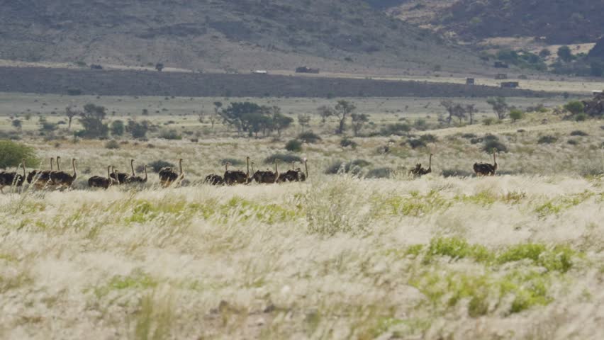 Flock of common ostriches walking through dry grassy plains of Namibian savanna with remote road and mountains background during a hot sunny day
