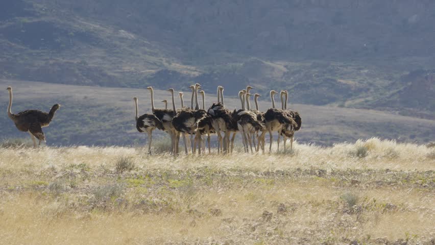 Lone ostrich walking away from large flock of wild ostriches resting together in dry, grassy savanna of Namibia, Africa, with arid mountains background