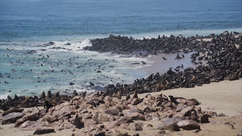 Huge colony of brown fur seals resting on a sandy beach and swimming in atlantic ocean at Cape Cross Seal Reserve on the Skeleton Coast of Namibia in southern Africa