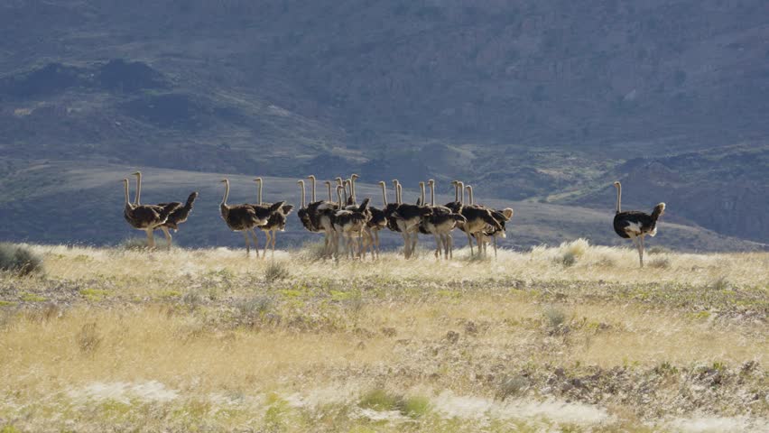 Large flock of wild ostriches running and gathering in dry savanna landscape of Namibia, Africa, arid mountains background during a sunny day