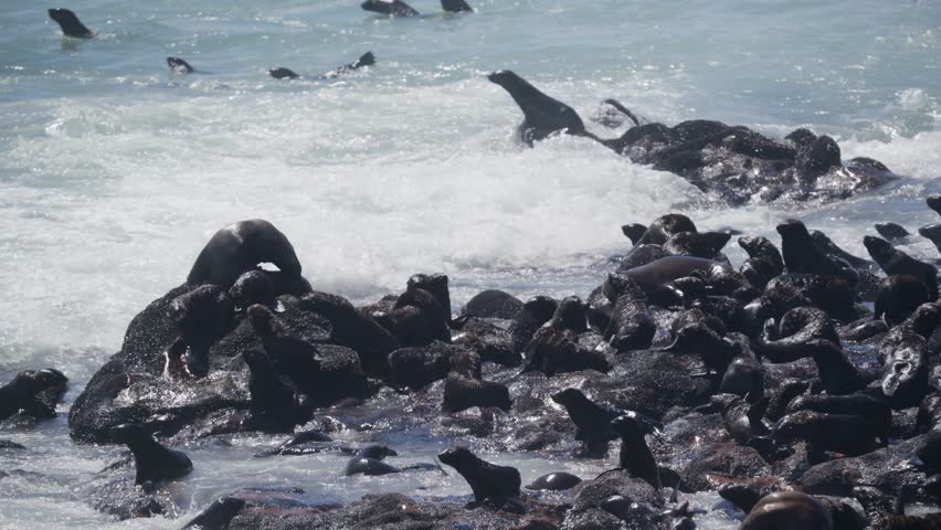 Cape fur seal colony resting on coastal rocks at Cape Cross Seal Reserve in Namibia, with ocean waves splashing around wild marine animals basking in sunshine