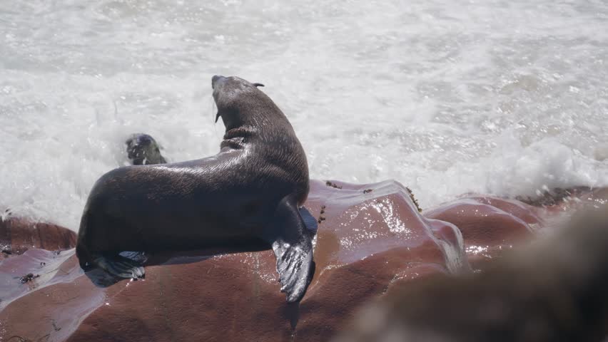 Wet brown fur seal on rock at Cape Cross Seal Reserve in Namibia, wild animals resting on Skeleton Coast with waves of Atlantic Ocean breaking on shore