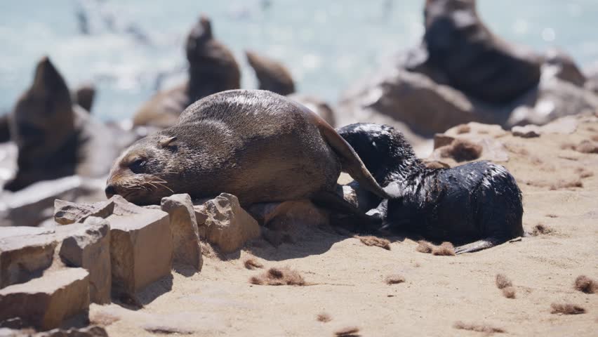 Cape fur seal mother and her newborn pup relaxing on sandy beach at Cape Cross Seal Reserve, immense colony of seals in Namibia, Skeleton Coast National Park