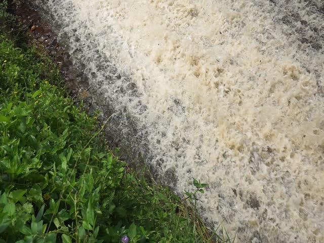 Heavy rushing river water with thick white foam along a lush green riverbank