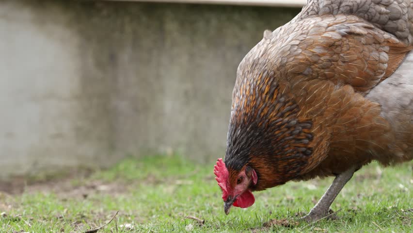 Cute chicken on green grass in farm