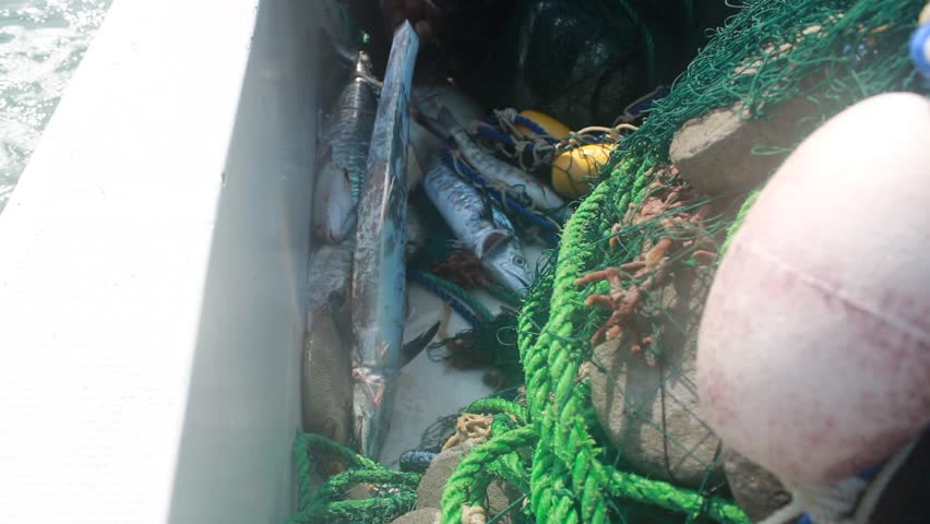 The pile includes several large fish, which appear to be tuna based on similar fishing content.