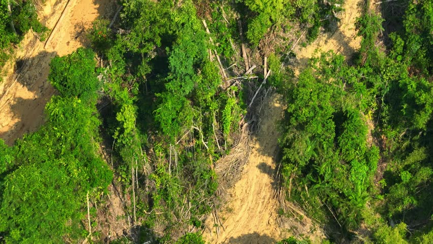 Drone aerial view capturing large cut timber in tropical rainforest, illustrating deforestation impacts, habitat destruction, carbon emissions, resource extraction, and forest conservation concerns.
