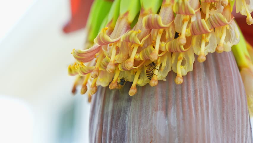 Pollinating bees on banana blossoms illustrate nature’s cooperation, agricultural sustainability, biodiversity protection, ecological harmony, and the vital role of insects in crop development.
